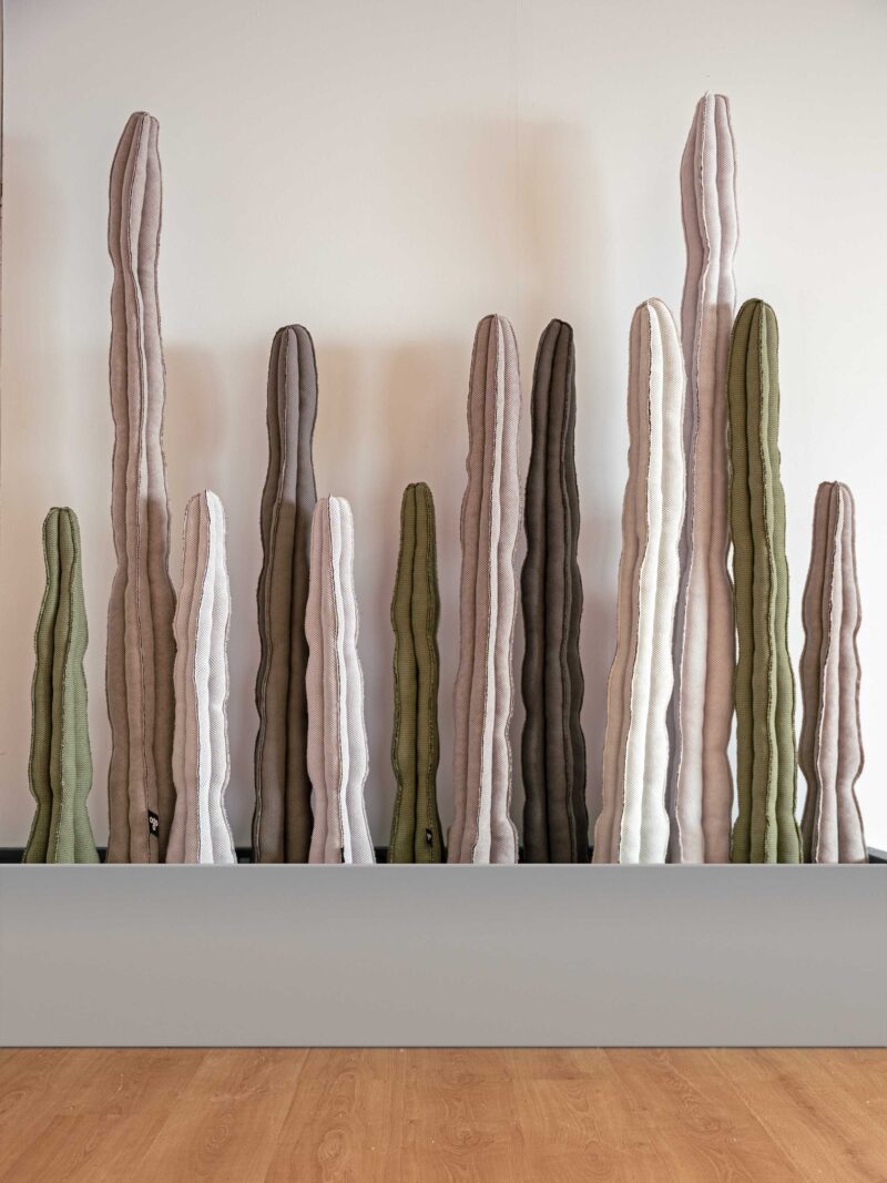Cactus XL